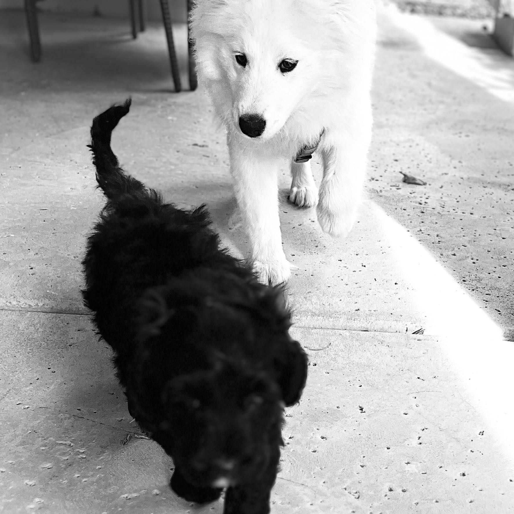 dog friendly restaurant sedona, dog friendly restaurant, two dogs creekside sedona